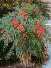 Boncuklu Cennet Bambusu Nandina Domestica Heavenly Bamboo 60-80 CM