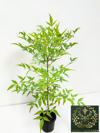 Boncuklu Cennet Bambusu Nandina Domestica Heavenly Bamboo 60-80 CM