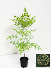 Boncuklu Cennet Bambusu Nandina Domestica Heavenly Bamboo 60-80 CM
