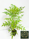Boncuklu Cennet Bambusu Nandina Domestica Heavenly Bamboo 60-80 CM