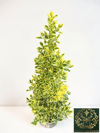 Bravo Taflan Fidanı Piramit Form Euonymus Japonicus Bravo 80-100 CM