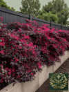 Loropetalum Rüya Çiçeği Fidanı 40-60 CM