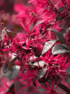 Loropetalum Rüya Çiçeği Fidanı 40-60 CM