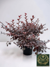 Loropetalum Rüya Çiçeği Fidanı 40-60 CM