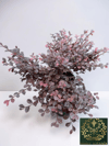 Loropetalum Rüya Çiçeği Fidanı 40-60 CM