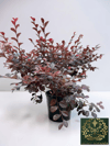Loropetalum Rüya Çiçeği Fidanı 40-60 CM