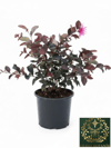 Loropetalum Rüya Çiçeği Fidanı Chinense 30-40 CM