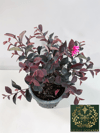 Loropetalum Rüya Çiçeği Fidanı Chinense 30-40 CM