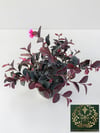 Loropetalum Rüya Çiçeği Fidanı Chinense 30-40 CM