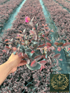 Loropetalum Rüya Çiçeği Fidanı Chinense 30-40 CM