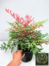 Nandina Seika Renk Değiştiren Cennet Bambusu Nandina Obsession Seika 30-40 CM