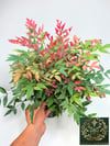 Nandina Seika Renk Değiştiren Cennet Bambusu Nandina Obsession Seika 30-40 CM