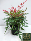 Nandina Seika Renk Değiştiren Cennet Bambusu Nandina Obsession Seika 30-40 CM