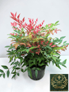 Nandina Seika Renk Değiştiren Cennet Bambusu Nandina Obsession Seika 30-40 CM