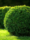 Şimşir Fidanı Top Formlu Buxus Sempervirens Rotundifolia ∅ 40-60 Çap