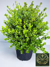 Şimşir Fidanı Top Formlu Buxus Sempervirens Rotundifolia ∅ 40-60 Çap