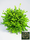 Şimşir Fidanı Top Formlu Buxus Sempervirens Rotundifolia ∅ 40-60 Çap