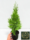 Smargat Mazı Fidanı Çit Bitkisi 'Thuja Smaragd' 30-40 CM