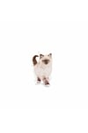 Kitten Yavru Kediler Için Kuru Kedi Maması 2kg