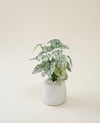 Dekoratif Yapay Kaladyum Çiçeği 80 cm (Plastik Atlas Saksılı ve Beyaz Taşlı)