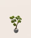Dekoratif Yapay Yosunlu Bonsai Ağacı (Antrasit Küre Saksılı ve Beyaz Taşlı)