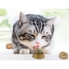 Kedi Nanesi (Catnip) Oyun Topu