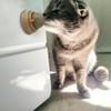 Kedi Nanesi Oyun Topu