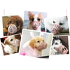 Köpek Koruma Ağızlığı 7'li Set