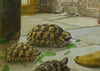 Kaplumbağa Terbiyecisi Ahşap Çerçeveli Kanvas Tablo