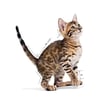 Pouch Kitten Sterilised Gravy Yavru Kedi Konservesi 85 Gr