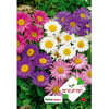 Aster Tohumu 50 Adet – Arzuman