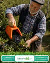 Blue Berry , Aronya , Likarpa Ve Meyve  Toplama Tarağı Plastik Bsr Garden