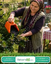 Blue Berry , Aronya , Likarpa Ve Meyve  Toplama Tarağı Plastik Bsr Garden