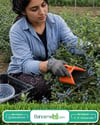 Blue Berry , Aronya , Likarpa Ve Meyve  Toplama Tarağı Plastik Bsr Garden