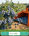 Blue Berry , Aronya , Likarpa Ve Meyve  Toplama Tarağı Plastik Bsr Garden