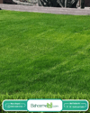 Çim Tohumu 7 Mix Grass Karışımı - 1 kg TohumBox