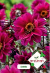 Dahlia Tohumu 30 Adet – Arzuman