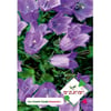 Kadeh/Çan Tohumu 100 Adet – Arzuman