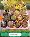 Kaktüs Özel Toprağı 3 Litre Bsr Garden