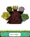 Kaktüs Özel Toprağı 3 Litre Bsr Garden
