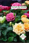 KARIŞIK GÜL (Rosalle Mixed) Tohumu 15 Adet | Arzuman