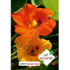Laden Çiçeği Tohumu 6 Adet – Arzuman