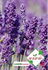 Lavanta Tohumu 100 Adet – Arzuman