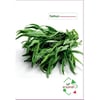 Tarhun Tohumu | 50 Adet | Arzuman