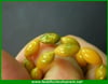 6X11 mm HÜSN-Ü TEZBİH-İ VİSALE YOĞUN HARELİ BUKALEMUN SIKMA KEHRİBAR