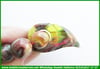 Gaga Sonsuzluk Tesbih-Türkiye'de Bir İlkTM14249Öner Erol Usta İmzalı Multicolor Sonsuzluk Gaga Tespih I Limited Edition Sıkma Kehribar Celestial Beak TesbihMulticolor Sonsuzluk Gaga Tespih I Limited Edition Sıkma Kehribar Celestial Beak Tesbih
