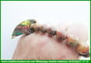 Gaga Sonsuzluk Tesbih-Türkiye'de Bir İlkTM14249Öner Erol Usta İmzalı Multicolor Sonsuzluk Gaga Tespih I Limited Edition Sıkma Kehribar Celestial Beak TesbihMulticolor Sonsuzluk Gaga Tespih I Limited Edition Sıkma Kehribar Celestial Beak Tesbih