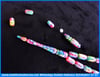 Yeni Ürün TesbihlerTM11836Tesbih Galalith Multicolor Kapsül Kesim Fransız Sıkması Ağla Gözüm Tesbih Galalith Multicolor Kapsül Kesim Fransız Sıkması Ağla Gözüm 