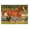 Trefl Puzzle The Beauty Of Gallop 500 Parça-500 Parça Puzzle