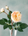 Autumn Rose Tek Dal Yapay Çiçek Krem